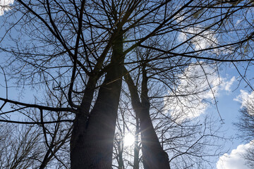 deciduous trees in sunny weather in early spring