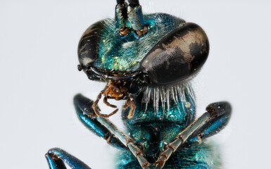 blue wasp