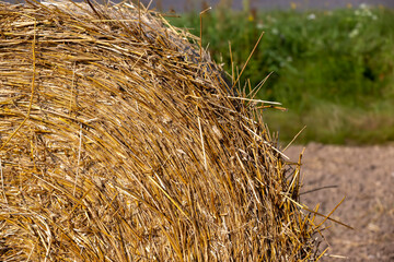 A field with cereals in the summer