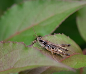 A closeup of an  American Bird Grasshopper on a green leaf