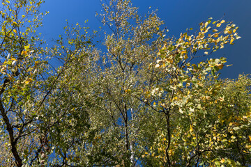 Birch forest with trees with yellow and green foliage