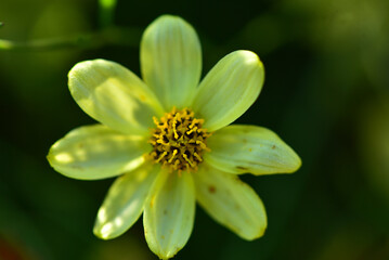 Natural Floral backgrounds