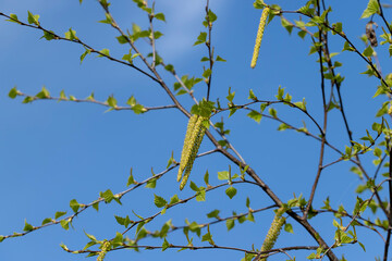 young birch with new green leaves in the spring season