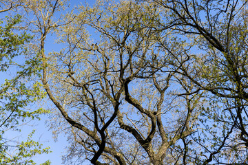 deciduous trees in a mixed forest in the spring season