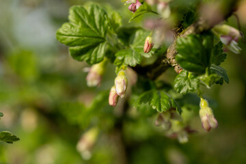 small flowers on gooseberry bushes in spring