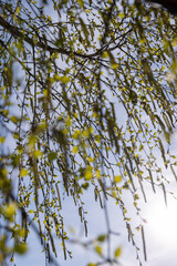 young birch with new green leaves in the spring season
