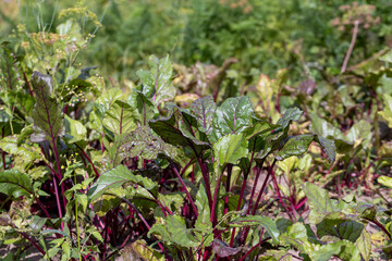 Red table beet in the field