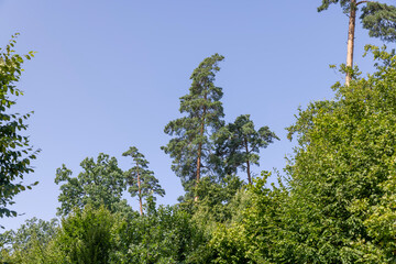 Trees in a mixed forest in summer