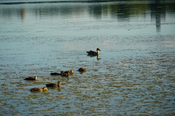 ducks and goose in swarm and lake