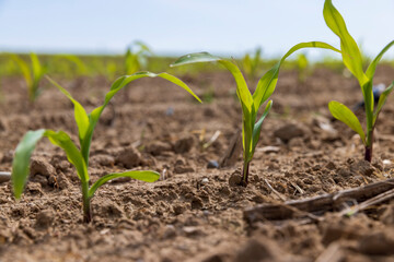 green corn sprouts in the spring season, an agricultural field