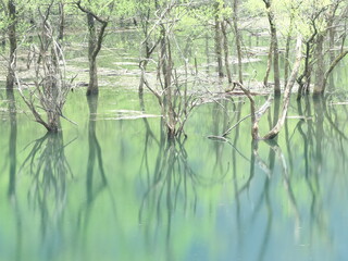 水面に反射する新緑の木々