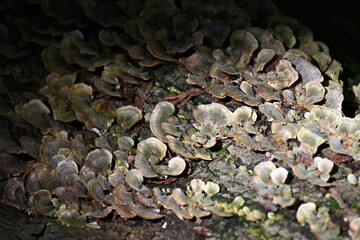 Alien looking Mushrooms in the forest