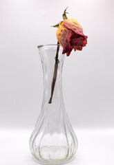dead flower in a glass vase on a white background 