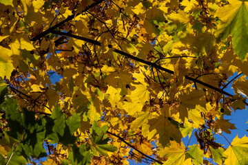 Maple tree foliage in autumn