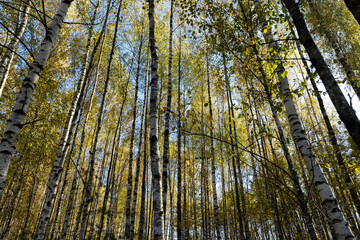 Autumn forest with a large number of birch trees