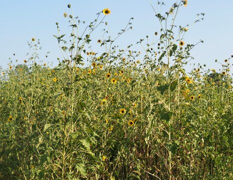 Sunflowers in late summer bloom in a field near Wichita. 