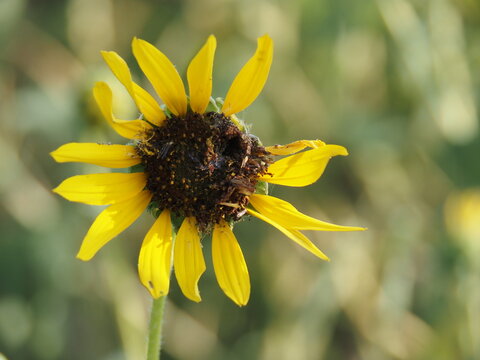 Sunflower in field near Wichita, Kansas