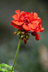Red pelargonium flower after rain.