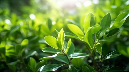 Obraz premium Generative AI : Natural background with young juicy green foliage and white buds in sunlight