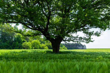 a lonely oak with green foliage in the summer