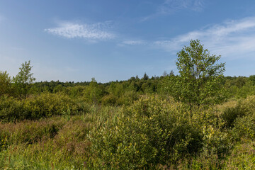 Swampy terrain with plants in summer