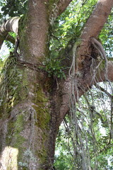 Beautiful and different trunks of trees and the life that is generated in their roots