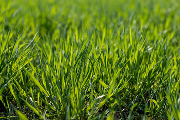 Obraz premium a new wheat crop in the spring season, new sprouts