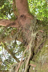 Beautiful and different trunks of trees and the life that is generated in their roots