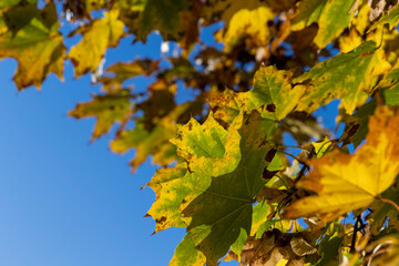 Maple tree foliage in autumn
