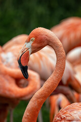 Obraz premium Close-up of flamingo head outdoors.