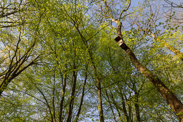 deciduous trees in a mixed forest in the spring season