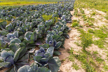 Fototapeta premium Agricultural field where cabbage is grown in cabbages
