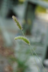 close up of dog tail grass