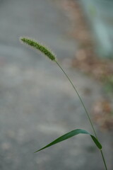 close up of dog tail grass