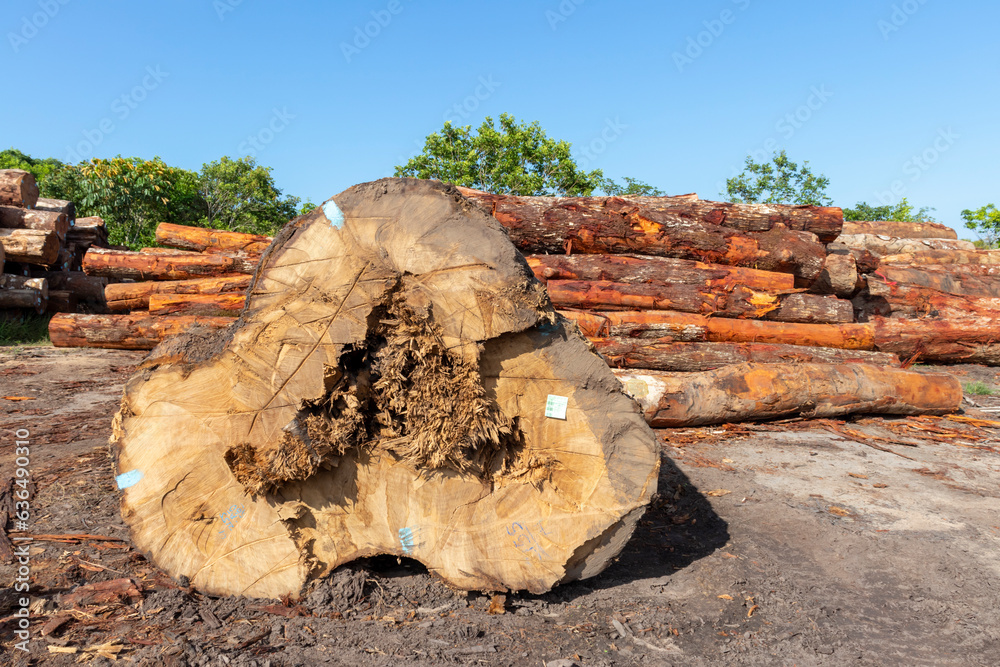 Wall mural Sustainable harvest: over 150cm diameter Pequia (Caryocar villosum) tree log from Amazon rainforest managed area