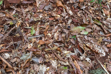 Amazon rainforest floor: layers of organic matter and decaying foliage covering the forest floor