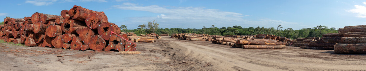 Sustainable Amazon logging: stockyard of native timber logs from managed forest area in brazilian Amazon region