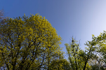 green foliage on a maple tree in spring bloom