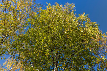 sunny autumn weather in the birch forest
