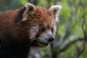 Red panda on a tree.