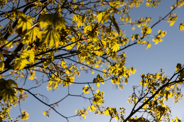 green foliage on a maple tree in spring bloom