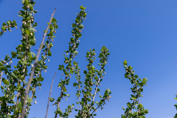 gooseberry bush with green foliage and flowers