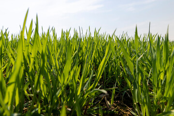 Fototapeta premium a new wheat crop in the spring season, new sprouts