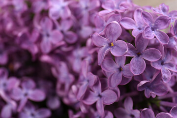 Closeup view of beautiful lilac flowers as background, space for text