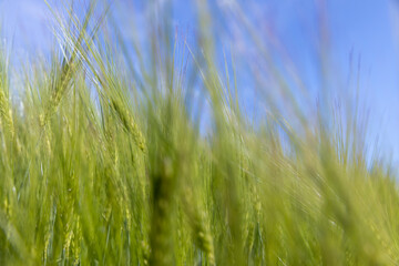 Obraz premium agricultural field with green cereals in summer