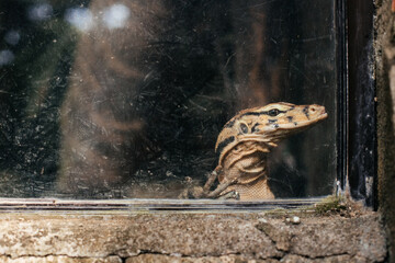 Sad lizard behind glass in the zoo
