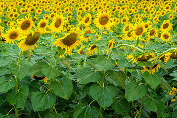Field of yellow sunflowers and green leaves