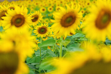 Yellow and green of sunflower field in Lopburi, Thailand