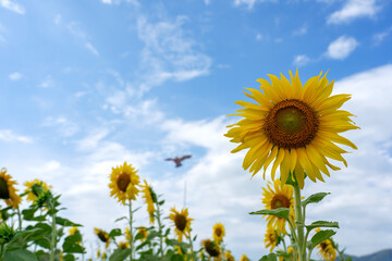Yellow sunflowers against blue sky and white clouds