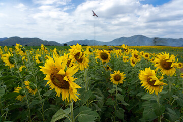 Field of sunflowers in the wind with mountains and sky